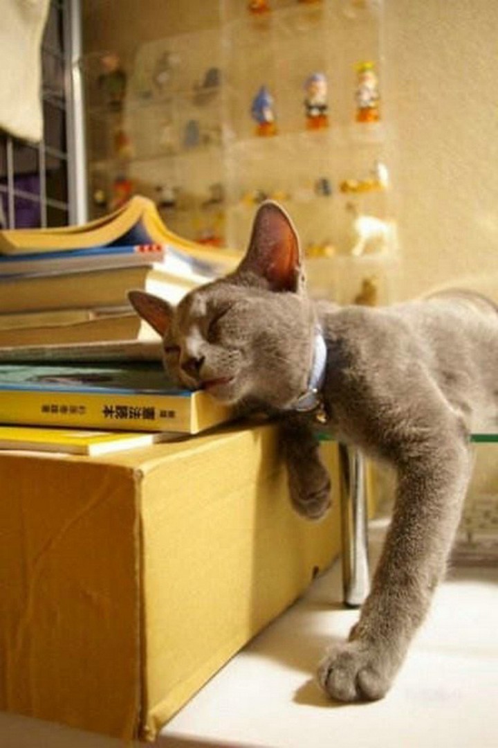 24 MORE Cats Asleep in a State of Bliss - All this reading makes...cat...sleepy...