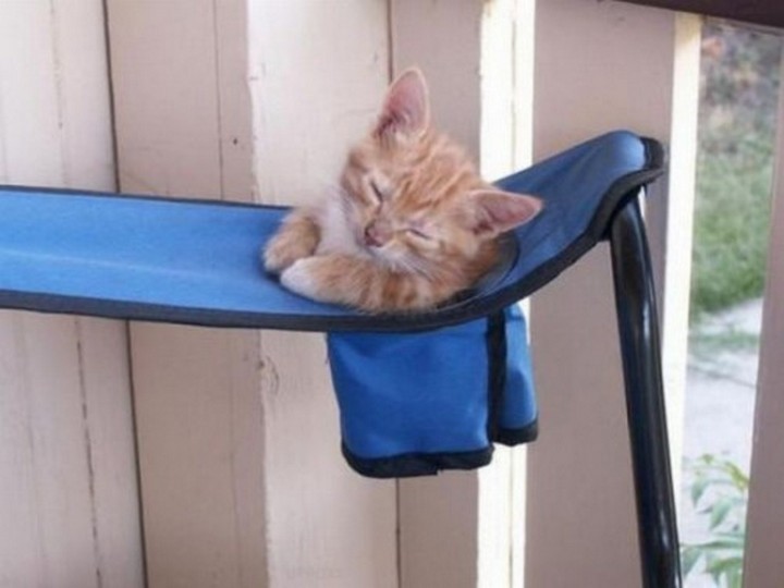24 MORE Cats Asleep in a State of Bliss - I wish my cup holders had adorable kittens in them too!