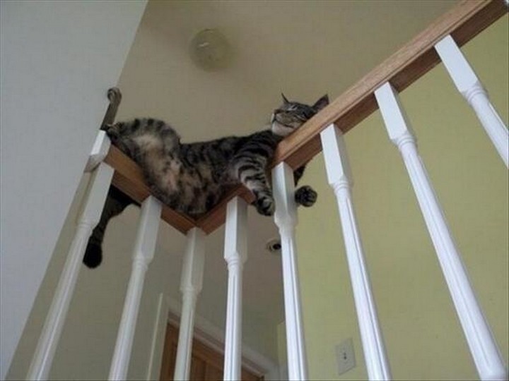 Cats have 9 lives so he's not worried.