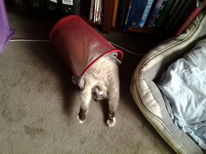 A garbage bin fit for a cat.