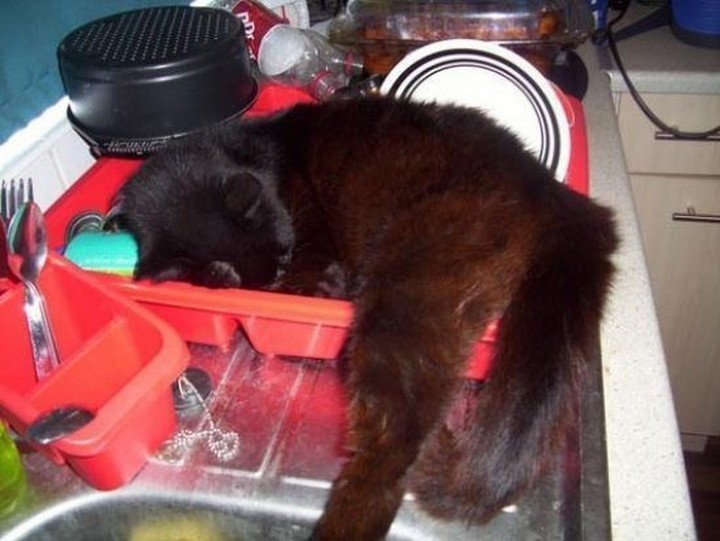 So much for wanting to do the dishes.