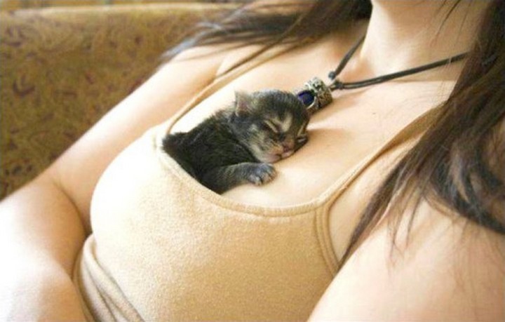 This kitten knows how to choose a great spot.