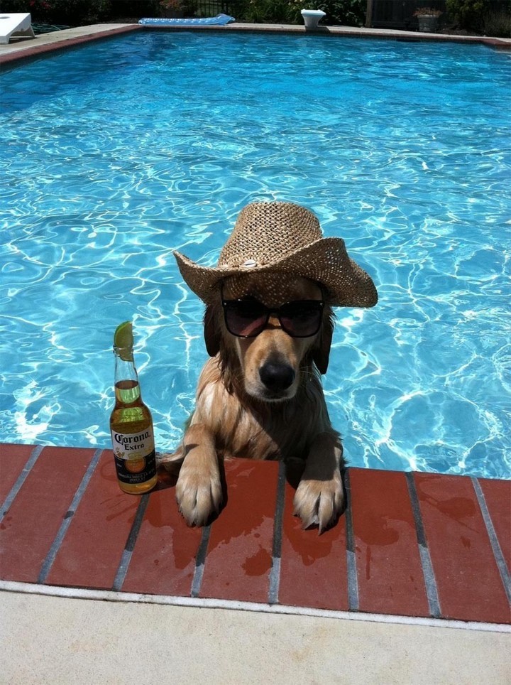 39 Animals Swimming Around The Swimming Pool And Hanging Out