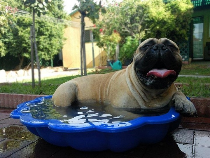 39 Animals Swimming in Pools - "A pool is even better when it's personal size."