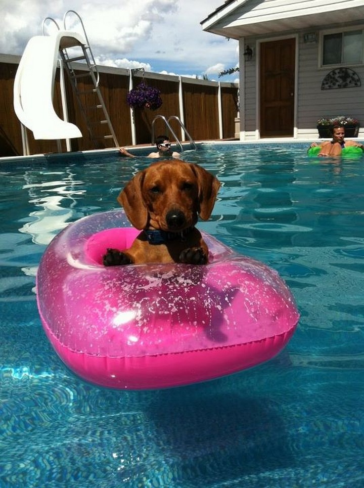 39 Animals Swimming in Pools - "OK, there is a wiener in the pool. So immature!"