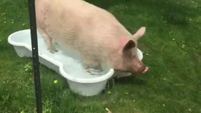 39 Animals Swimming in Pools - "This pool isn't too small?!"