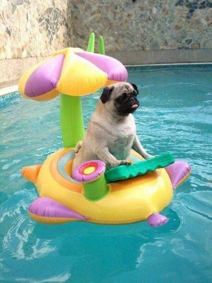 39 Animals Swimming in Pools - "I look so cute."