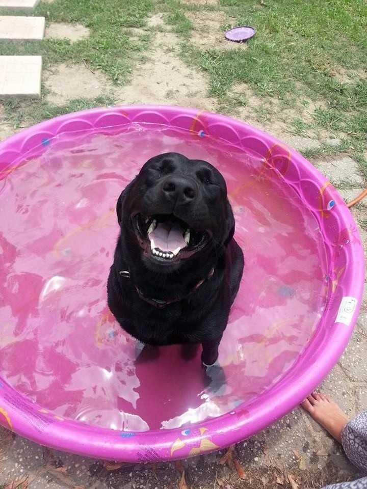 39 Animals Swimming in Pools - "I'm happy and I know it!"