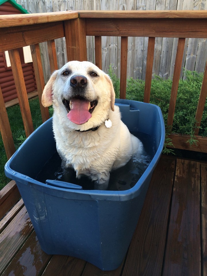 39 Animals Swimming in Pools - "The ice bucket challenge is far from over for me!"