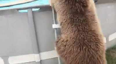 39 Animals Swimming in Pools - When bears come out of hibernation...LOL!