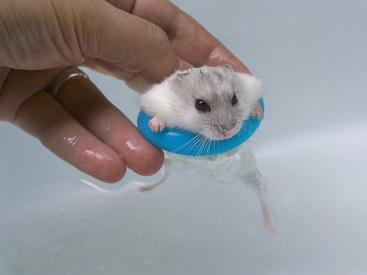 39 Animals Swimming in Pools - "So this is what water feels like!"
