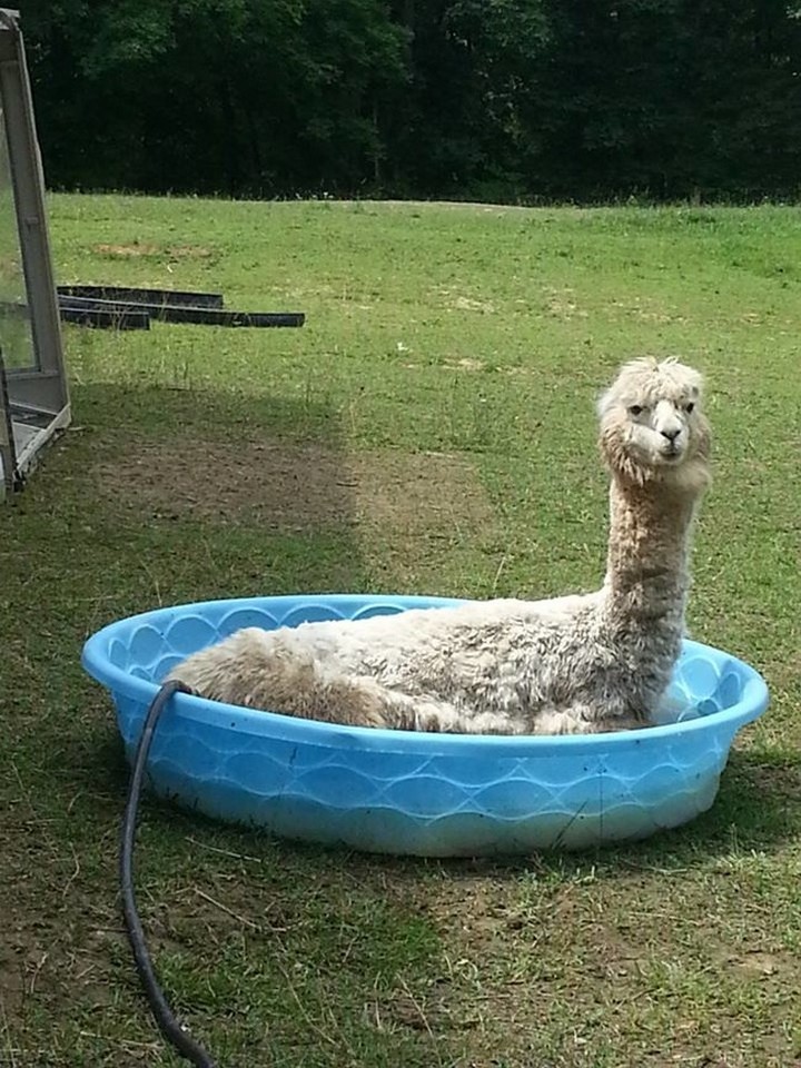 39 Animals Swimming in Pools - Even llamas like to chill in the pool.