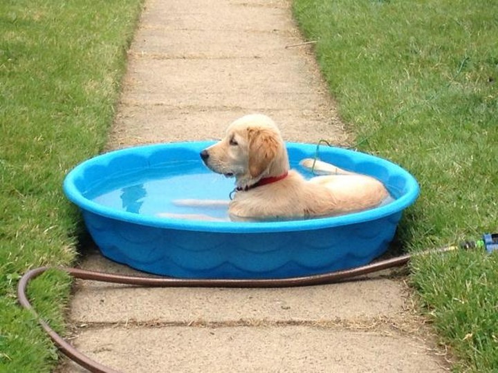 39 Animals Swimming in Pools - "Pool, lawn sprinkler, I'm all covered..."