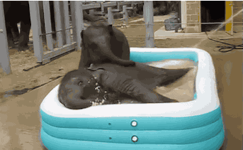 39 Animals Swimming in Pools - "Hey, stop hogging the pool. Make some room for me!"