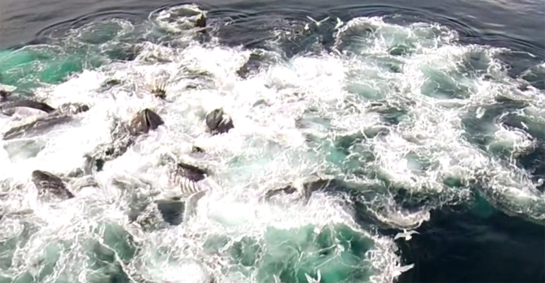 A Drone Flying Over Alaskan Waters Captures Whales Feeding.