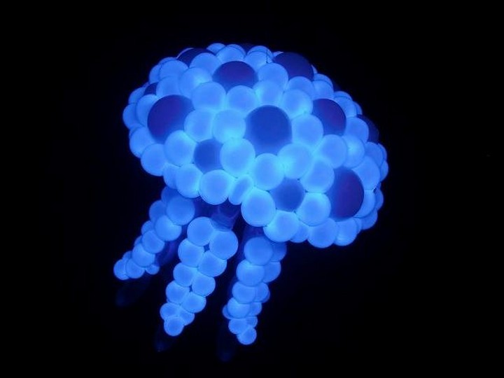 Balloon Jellyfish.