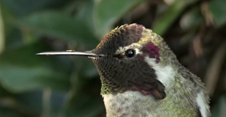 Beautiful Anna's Hummingbird Showing Off His Iridescent Foliage.