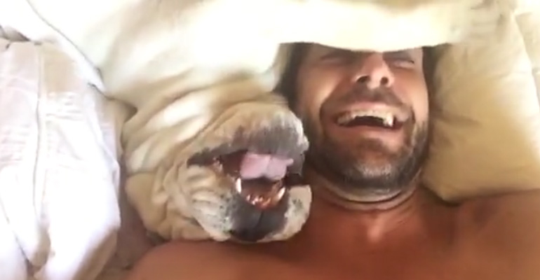 This Couple Tries to Wake Up Their Bulldog in the Morning. The Dog’s Response Is Hilarious!