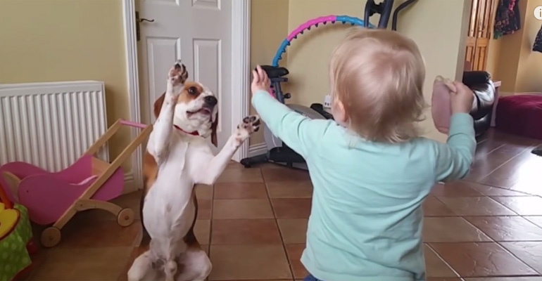 Dogs Are More Than Pets, They Are Part of the Family. What This Beagle Does for His Family Will Warm Your Heart.