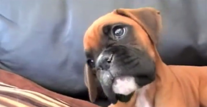Cute Boxer Puppy Hears His Human Mommy on the Cellphone.