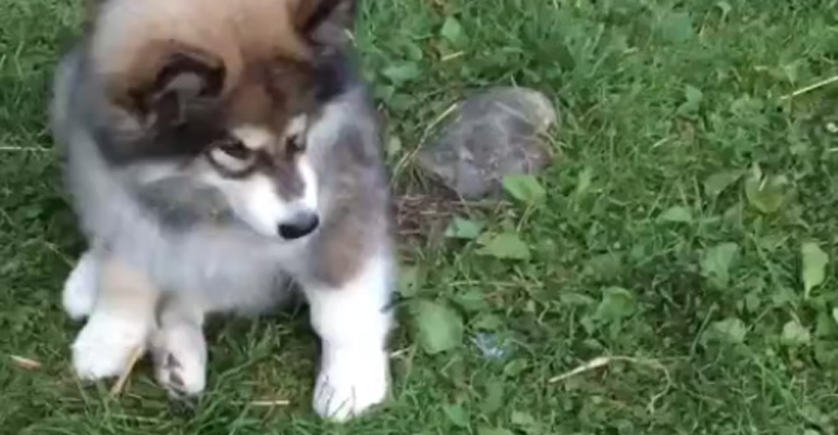 Cute Little Malamute Puppy Wants to Eat With the Other Dogs.