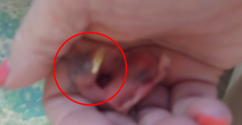 She Found a Cracked Bird Egg on the Ground but She Never Expected THIS to Happen