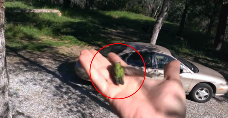 Man Picks up a Lifeless Hummingbird and Brings It Back to Life.
