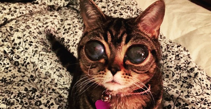 Matilda the Blind Cat Has Alien-Like Eyes but Loves to Snuggle.