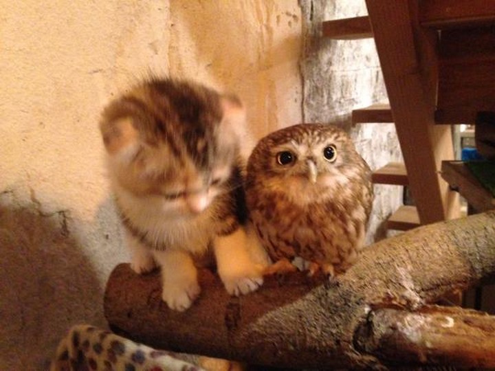 Meet Marimo and Fuku, a cute kitten and owlet pair that will make your heart melt.