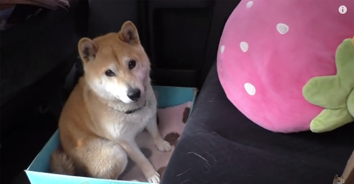 Shiba Inu Dog Is Given a New Box to Ride in and It's Hilarious.