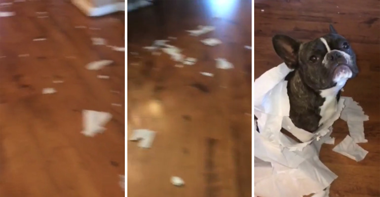 This French Bulldog Gets Ratted Out by His Own Best Friend. And Yes, It’s Hilarious. LOL!