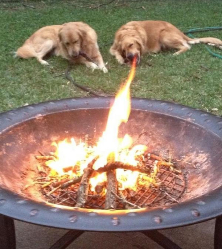 13 Perfectly Timed Photos - His bark is worse than his fire-breathing if you can believe that.