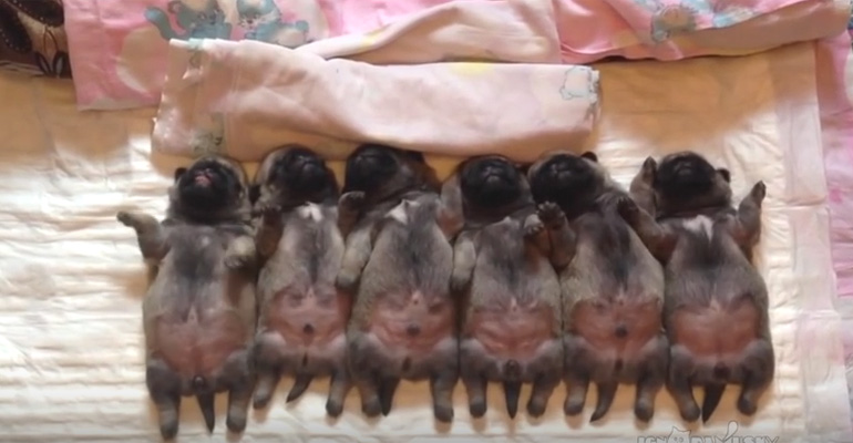 Watching These Cute Little Pug Puppies Fall Asleep Will Be the Best Part of Your Day