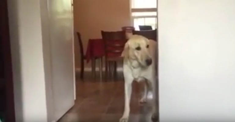 Arty the Golden Retriever Is Afraid of Doorways and How He Gets Through Them Is Hilarious