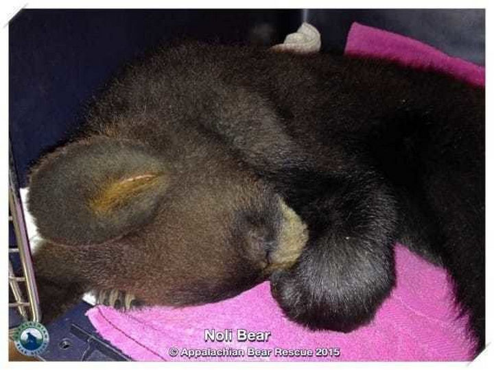 Facebook / Appalachian Bear Rescue