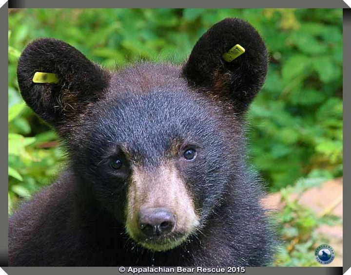 Facebook / Appalachian Bear Rescue