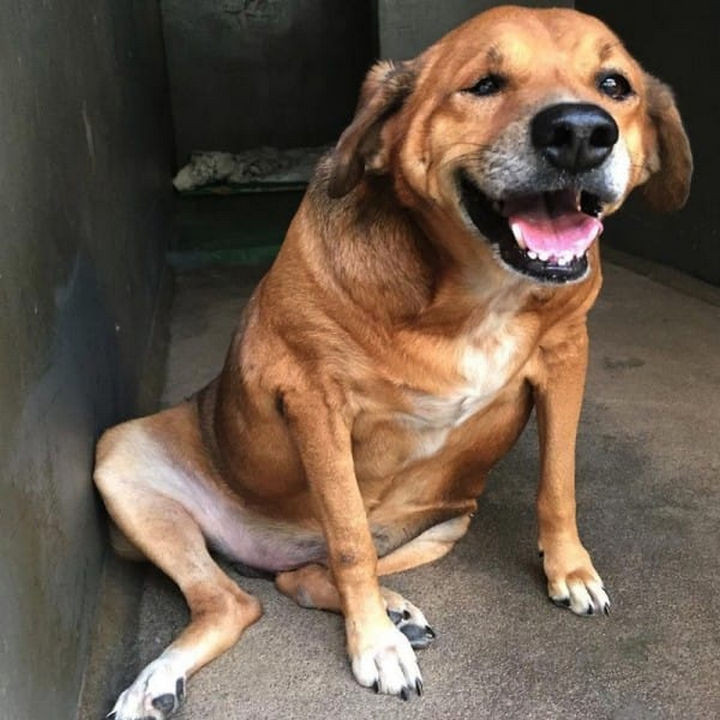 The team at OPA-MT will work with him to lose another 15 pounds and reach his goal weight. Bolinha has several more beautiful years in him and he will get a new family that will finally give him the love he deserves.