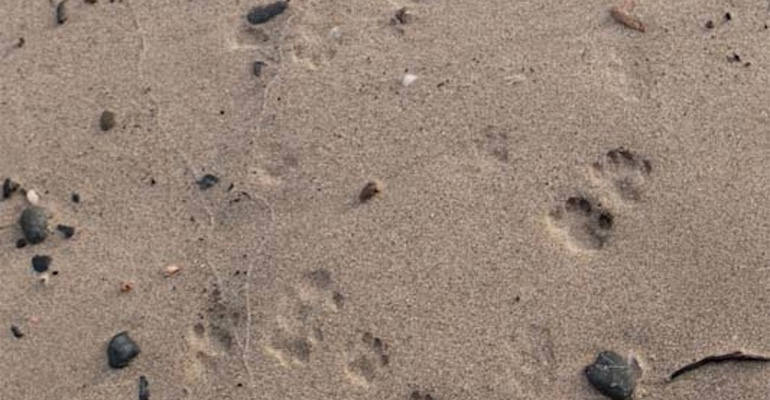 A Tiny Island in Japan Holds a Secret…a Cute Secret. Are Those Cat Paw Prints in the Sand?