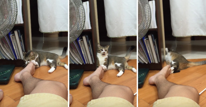Cat Makes Mistake of Smelling Owner's Feet and Regrets It.