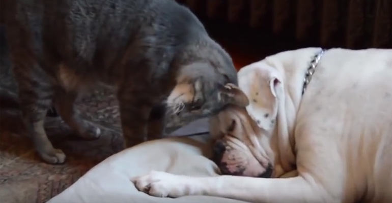 Cute Cat Desperatly Tries to Wake up Her Lazy Dog Friend.