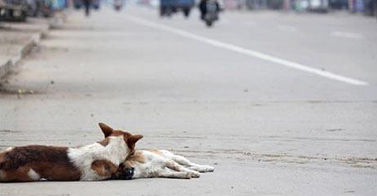 Dogs Have Emotions Too and This Tragic Photo Just Broke My Heart