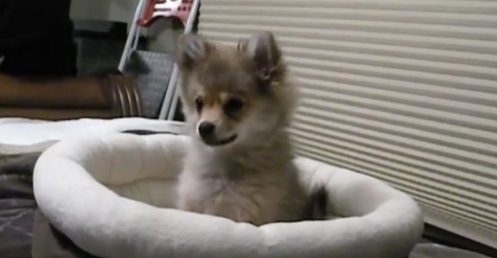 Ellie the Pomeranian Puppy Is Howling Like a Wolf and It's Cute.