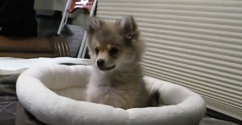 This Cute Pomeranian Puppy Is Howling Like a Wolf and It’s Adorable