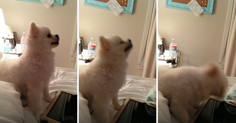 Pomeranian Puppy Begins to Sneeze and It Was the Most Adorable Thing Ever