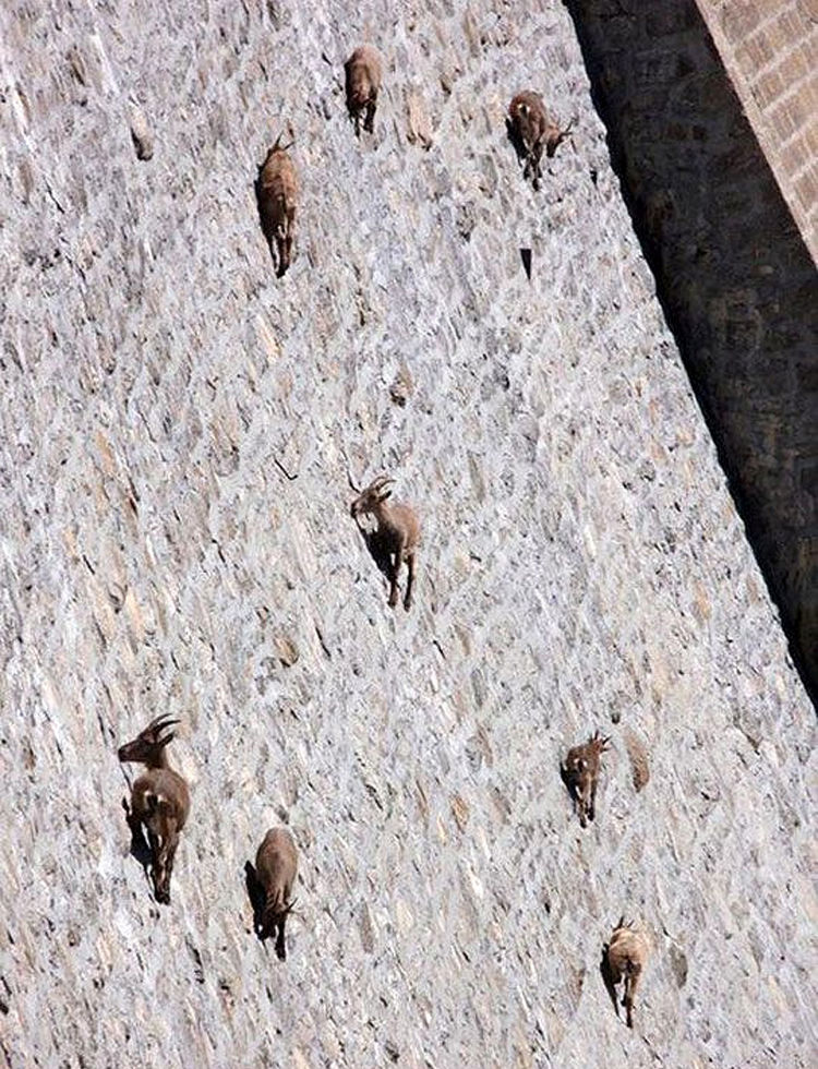 Herd of Alpine Ibex Goats Climb Vertical Dam in Northern Italy 03