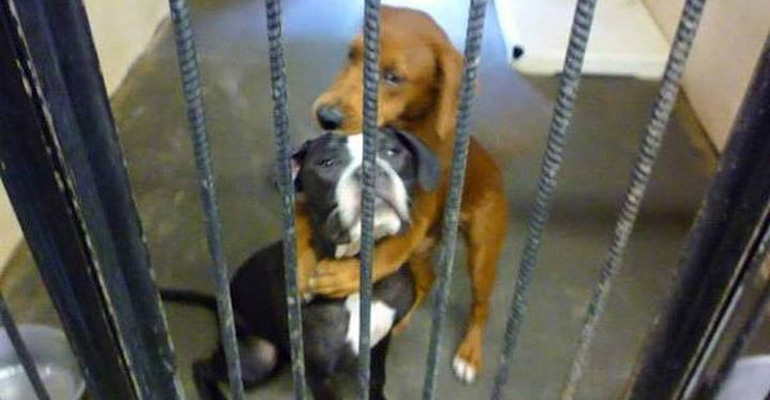 These Puppies Were Only Hours Away From Being Put to Sleep but This Photo Helped Save Their Lives