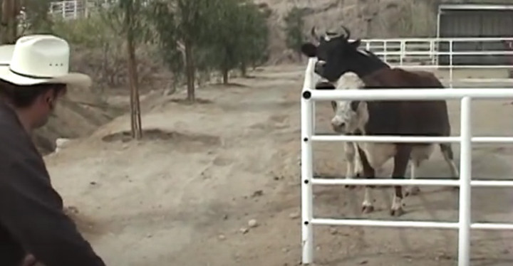 Mother Cow Named Karma Cries All Night for Her Missing Calf.