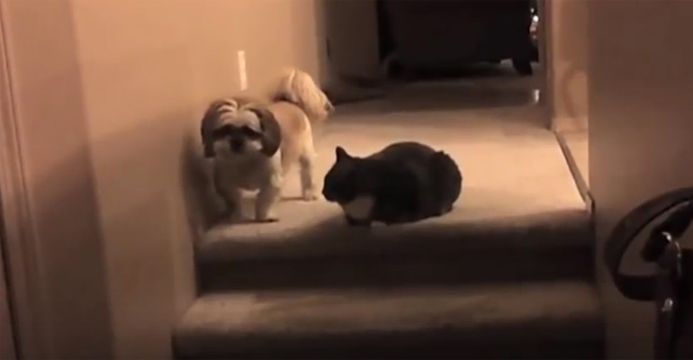 These Dogs Are so Afraid of Walking Past the Family Cat That You Won’t Be Able to Stop Laughing
