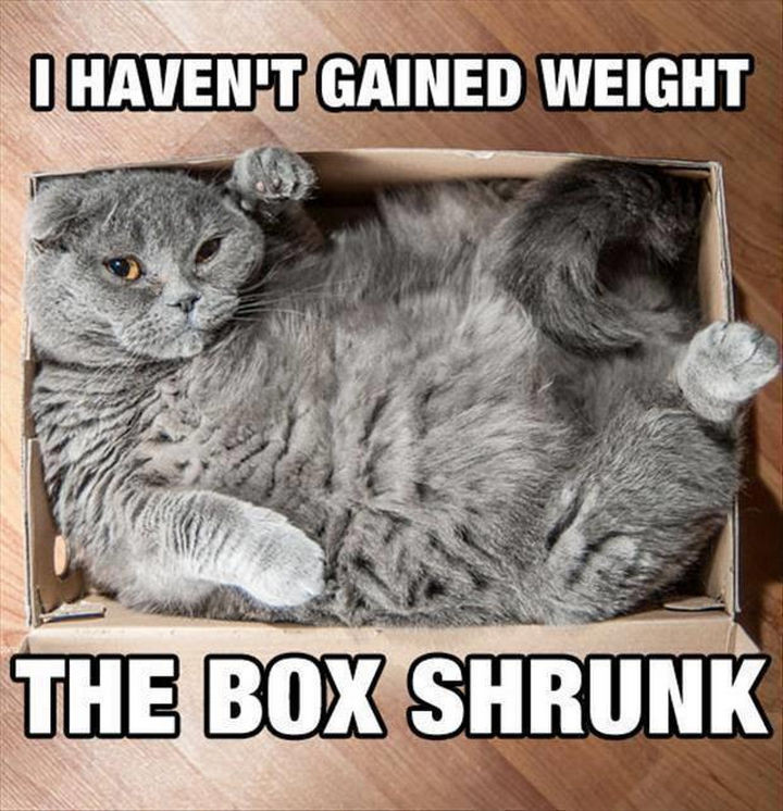 21 Cat Logic Photos - Sure, it's the box.