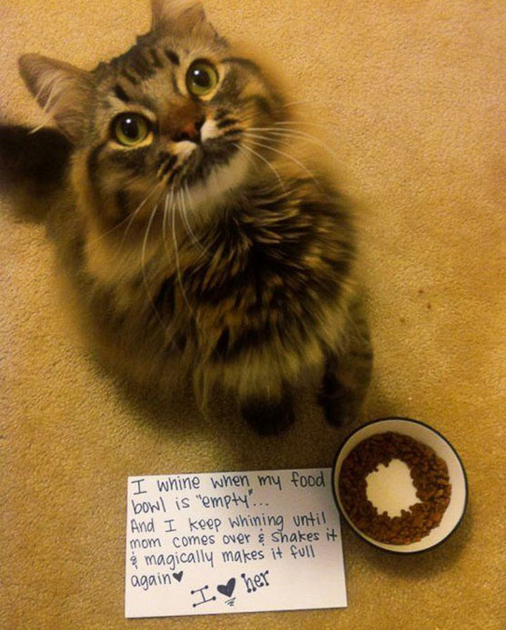21 Cat Logic Photos - Cats have their own definition of "empty."